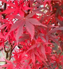 Acer Palmatum 'Twombley's Red Sentinal'